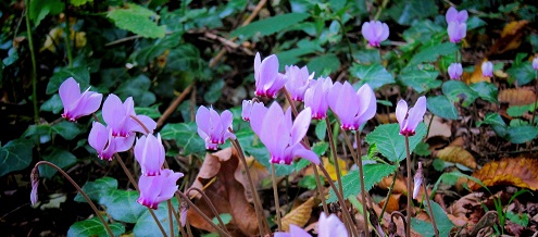 flowers