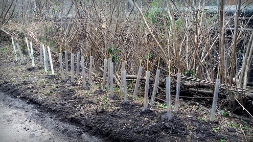 Tree Planting