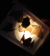 Bat Display