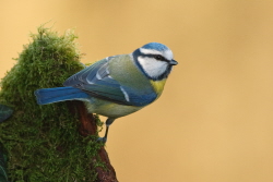 Bluetit