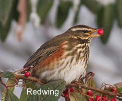 redwing