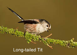 long-tailed tit