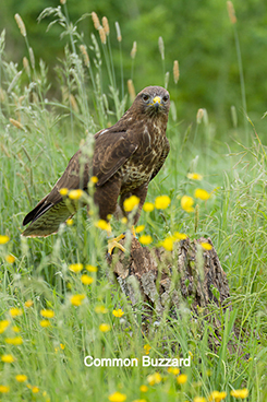 Buzzard