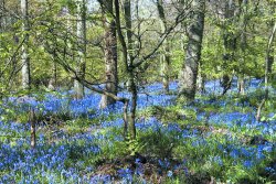 Bluebell Info