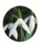 snowdrop