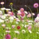 Wild Flower Walk