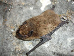 Common pipistrelle