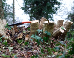 After Coppicing