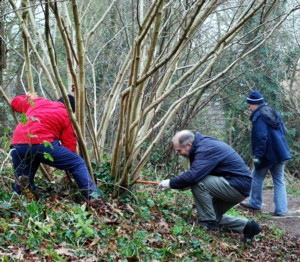 Coppicing in progress