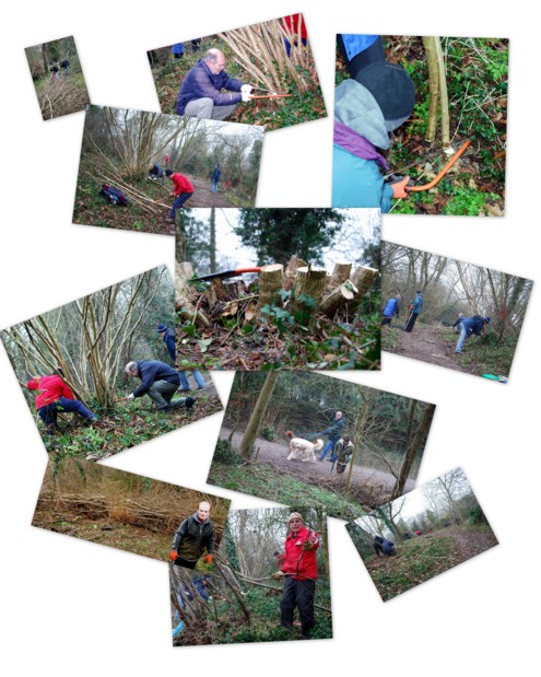 Coppicing Photos