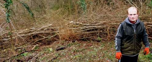 Coppiced Material - Hedging