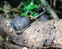 fungus