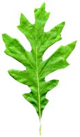 Oak leaf