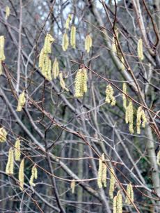 catkins
