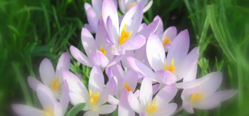 wild crocus