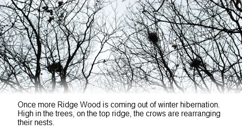 crows