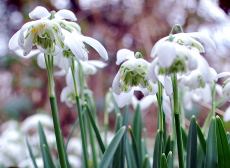 snowdrops