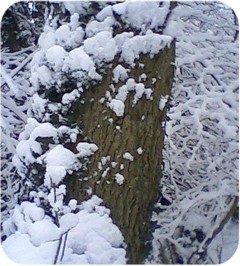 woodsC