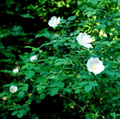 Dog Rose