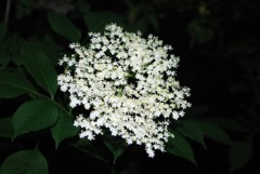 Elderflower