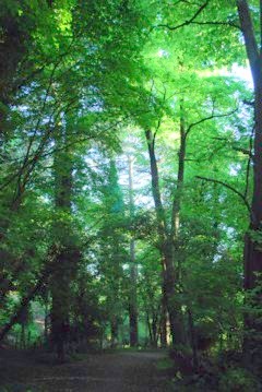 Green Oasis
