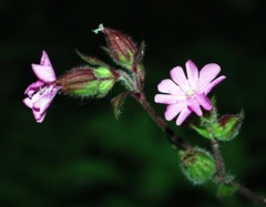 Red Campion