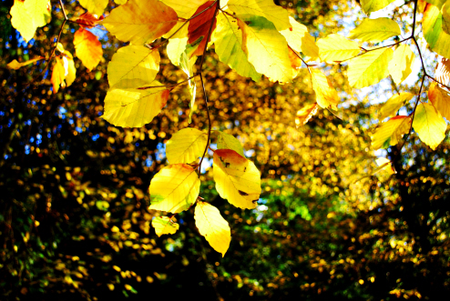 Nov Pic - Nevo53