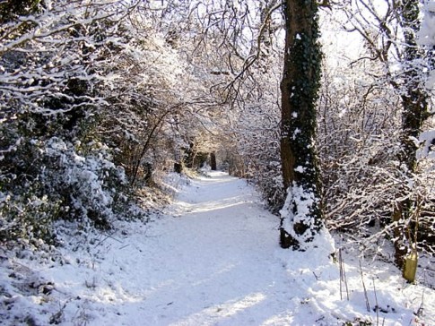 Snowy Ridge Wood
