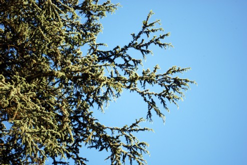 Blue Sky