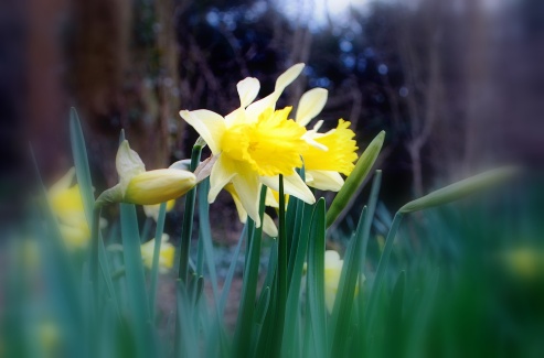 daffs