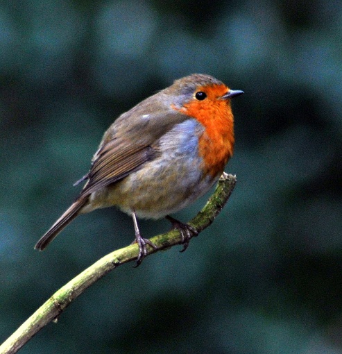 Robin