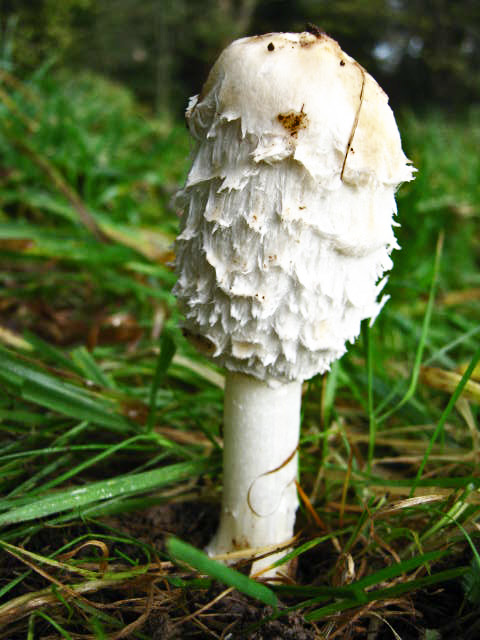 Shaggy Ink Cap 1