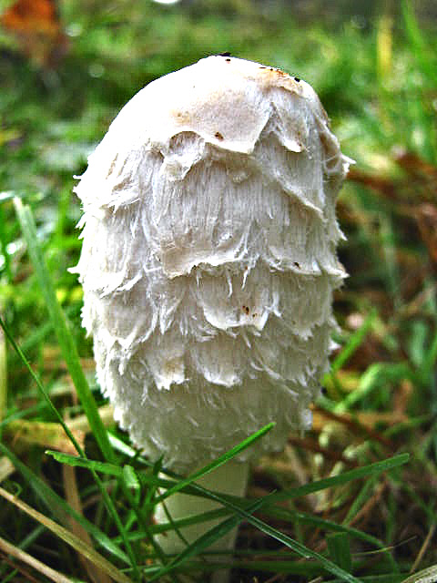 Shaggy Ink Cap 2