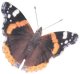Red Admiral butterfly