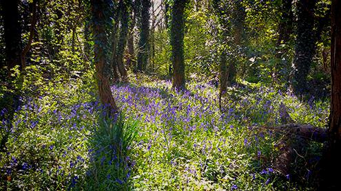 bluebells