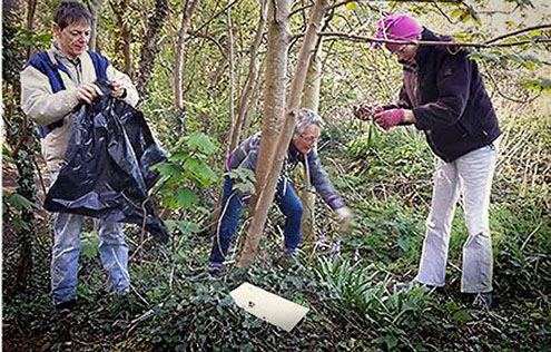 bluebell conservation